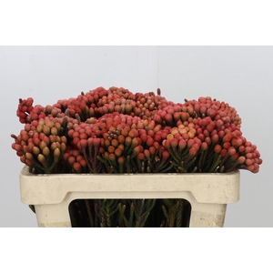 Kaaps Groen Red Brunia Small