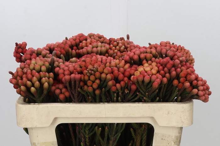 <h4>Kaaps Groen Red Brunia Small</h4>