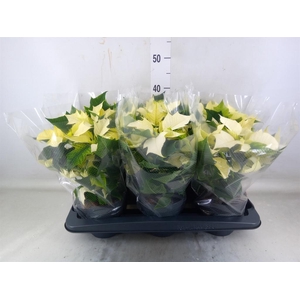 Euphorbia pulc. 'Alaska'