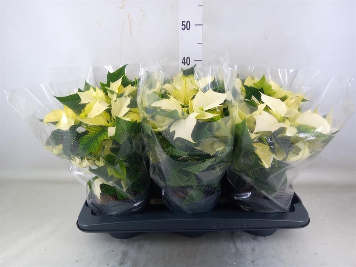 <h4>Euphorbia pulc. 'Alaska'</h4>