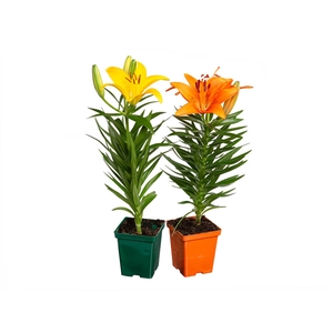 LIRIO VARIADO P12 QUADRADO