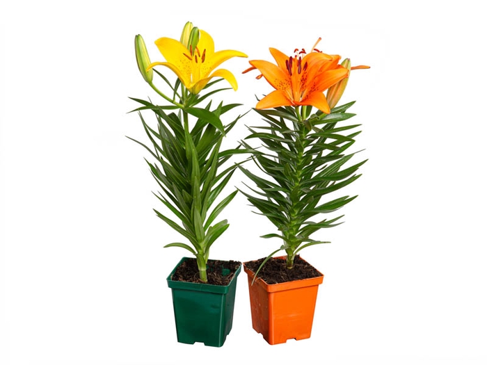 <h4>LIRIO VARIADO P12 QUADRADO</h4>