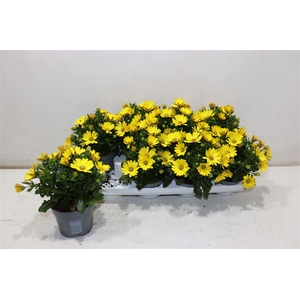 Osteo Fp Pure Yellow