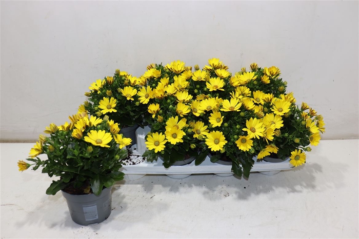 <h4>Osteo Fp Pure Yellow</h4>