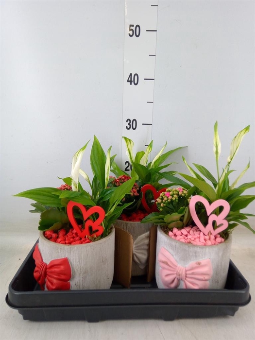 <h4>Arr.    Planten  L%</h4>