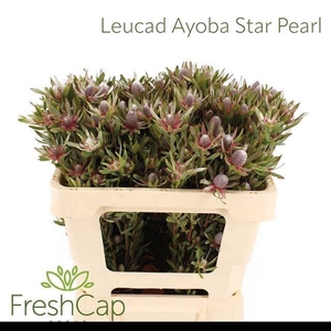 Leucadendron Ayoba Star Pearl