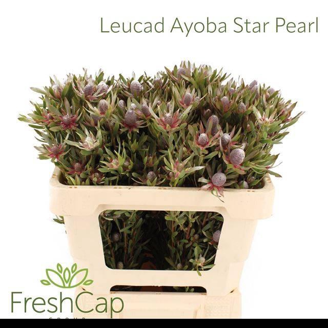 <h4>Leucadendron Ayoba Star Pearl</h4>