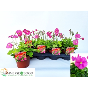 OXALIS BOW AMARANTHA