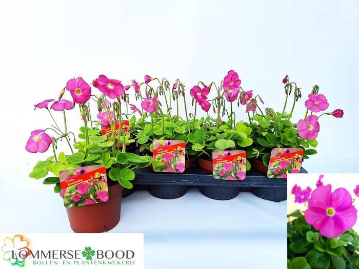 <h4>OXALIS BOW AMARANTHA</h4>