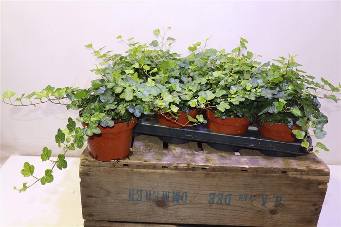 <h4>arr8 Hed He Wonder</h4>