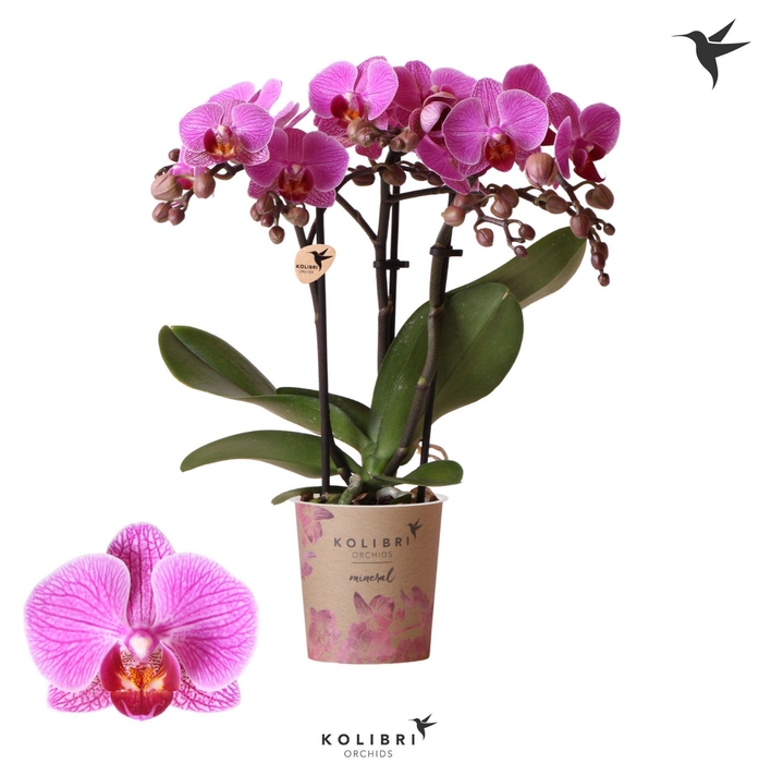 Kolibri Orchids Phalaenopsis Hamburg 3 spike