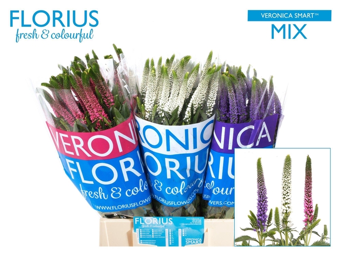 <h4>VERON SMART GEM</h4>