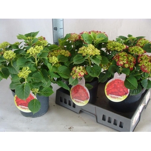 Hydrangea mac.