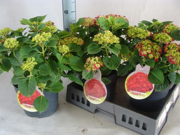 <h4>Hydrangea mac.</h4>