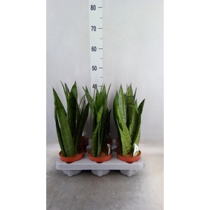 Sansevieria zeylanica