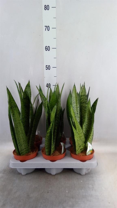 <h4>Sansevieria zeylanica</h4>