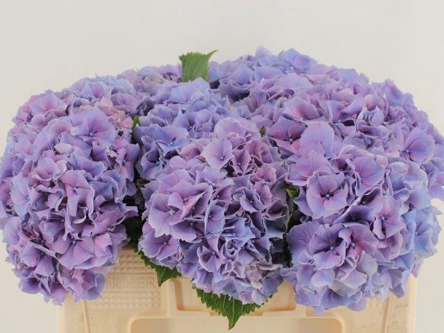 <h4>HORT CASSANOVA</h4>