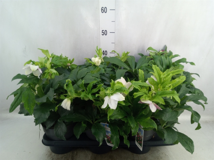 <h4>Helleborus ori.</h4>