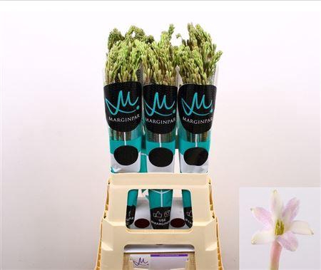 Poliant Tu Elsa Blus