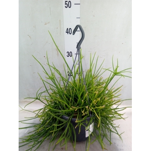 Rhipsalis pulchra