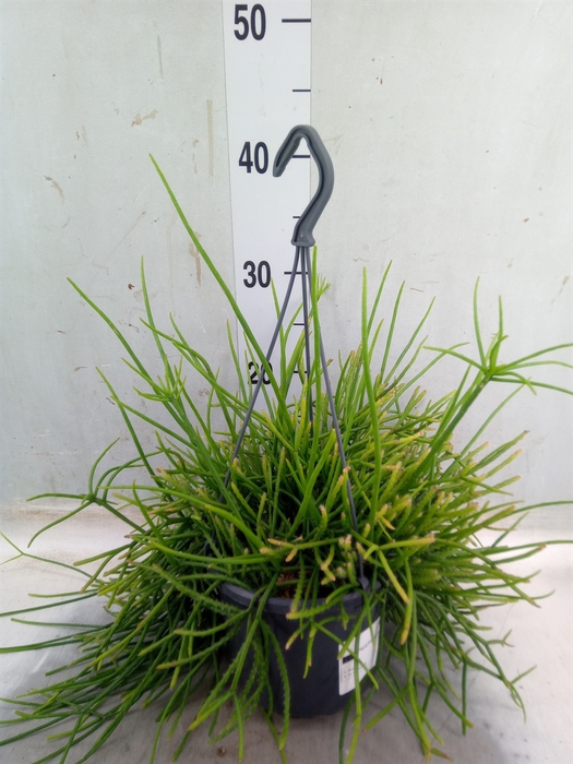 <h4>Rhipsalis pulchra</h4>