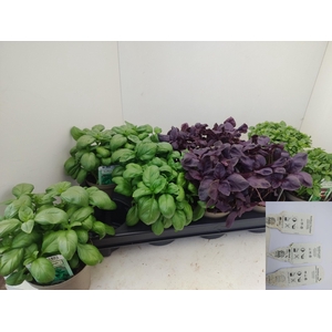 OCIMUM BASILICUM
