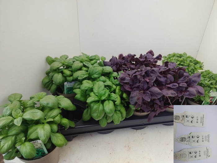 <h4>OCIMUM BASILICUM</h4>