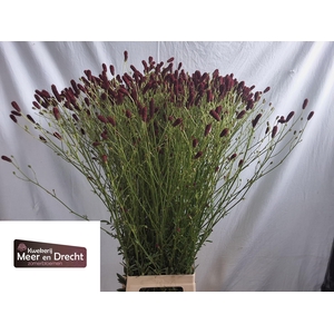 SANG OF RISING STAR