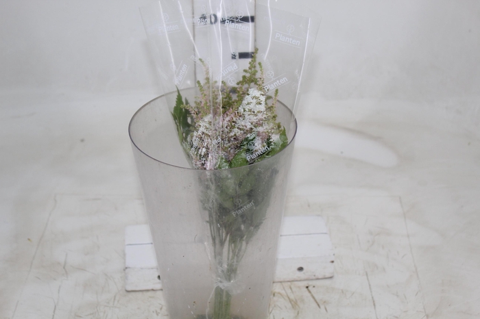 <h4>ASTILBE ROSA 40 CM</h4>