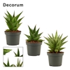 Sansevieria Crown mix 9 cm (Decorum)