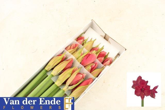 <h4>HIPP GA ISABELLA</h4>