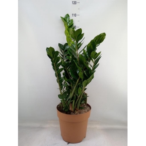 Zamioculcas zamiifolia