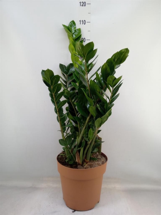 <h4>Zamioculcas zamiifolia</h4>