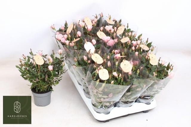 <h4>RO ROSAROMA PINK</h4>