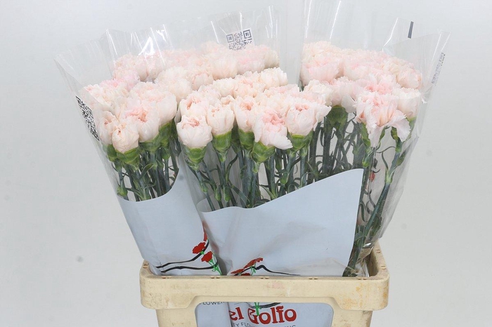 <h4>Dianthus St Maruchi</h4>