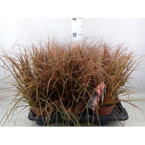 Uncinia rubra 'Everflame'