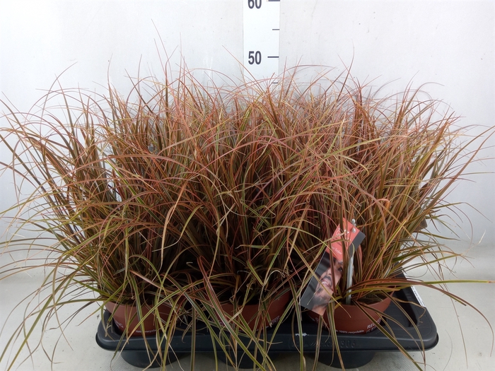 <h4>Uncinia rubra 'Everflame'</h4>