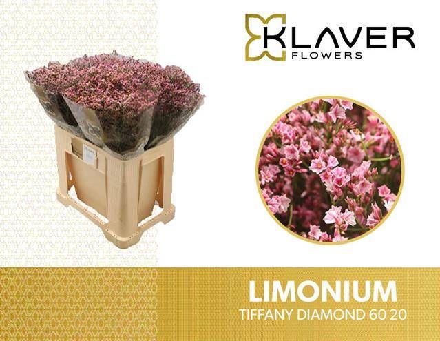 <h4>LIM SIN TIFFANY DIAM</h4>