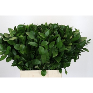 RUSCUS HYPOPHYLLUM