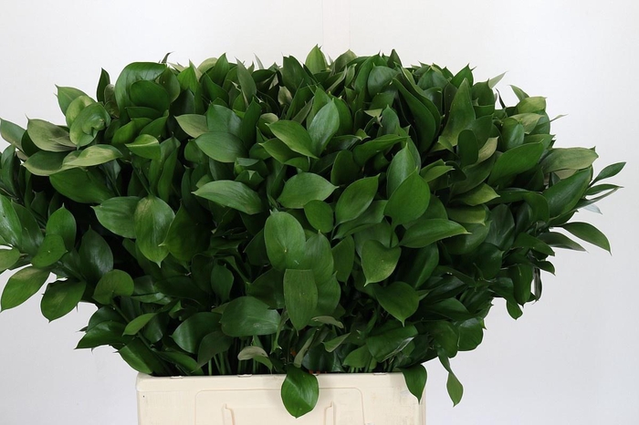 <h4>RUSCUS HYPOPHYLLUM</h4>