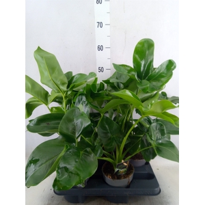 Philodendron  'Fun Bun'