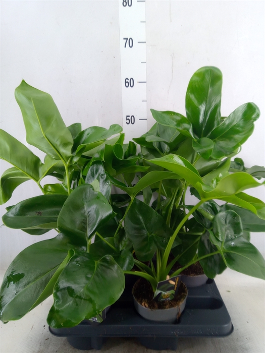 Philodendron  'Fun Bun'