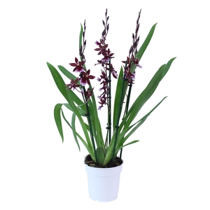 Inca Cambria Barrocco Red 3 spike