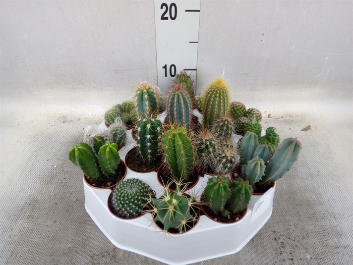 <h4>Cactus   ...mix</h4>