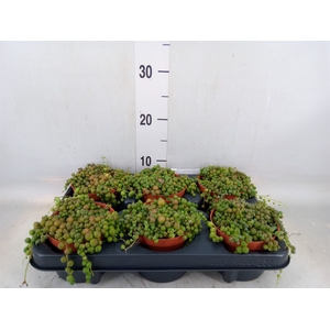 Senecio rowleyanus