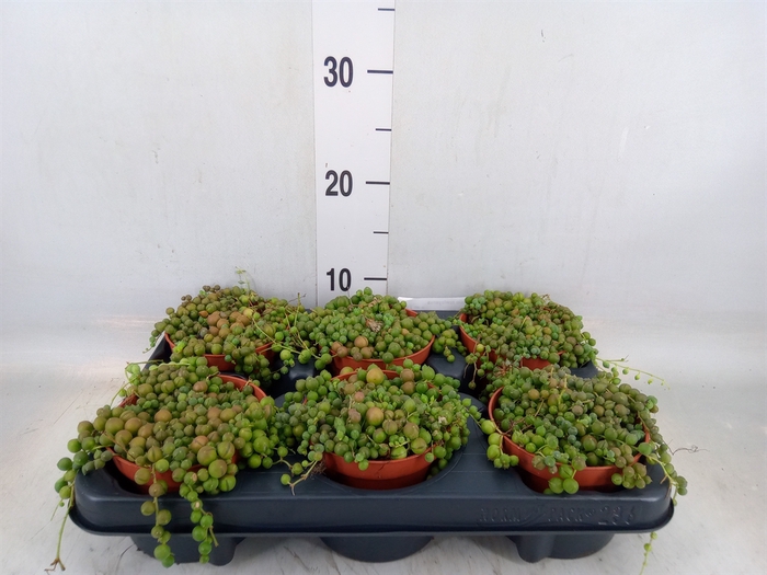 <h4>Senecio rowleyanus</h4>