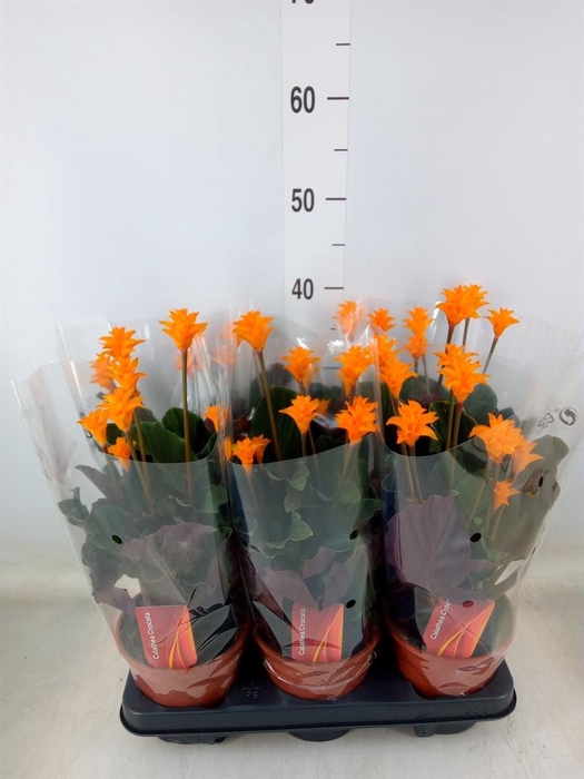 <h4>Calathea crocata</h4>