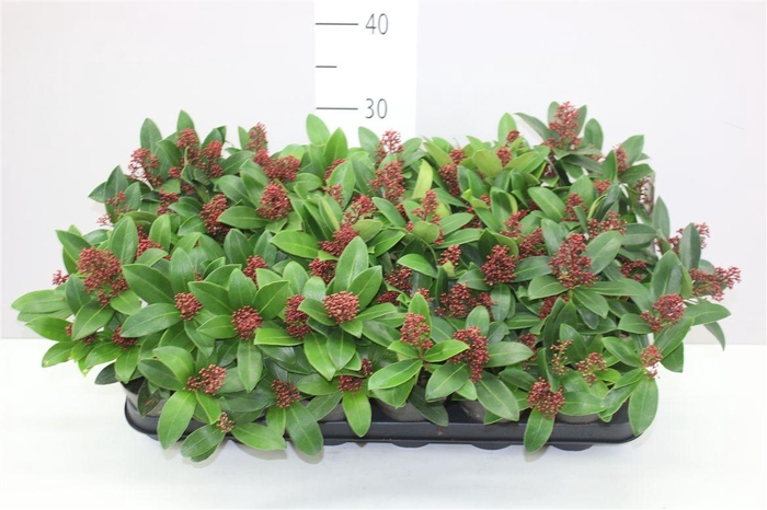 <h4>Skimmia Jap. Rubella 4-5</h4>