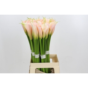 Zantedeschia Eydolls Salmon
