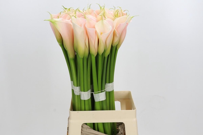 Zantedeschia Eydolls Salmon